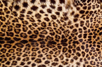 dimex leopard skin Fotomural Tejido No Tejido 375x250cm 5 Tiras fc6ecdbf 7c64 40f6 be59 969f577d096e | Yourdecoration.es