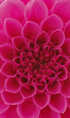 dimex pink dahlia Fotomural Tejido No Tejido 150x250cm 2 Tiras 25fd934a cdbf 4d09 ad11 07835ea895ff | Yourdecoration.es