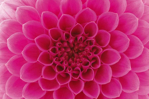 dimex pink dahlia Fotomural Tejido No Tejido 375x250cm 5 Tiras 932cb888 d919 4acd bce9 cbf1ac41ed80 | Yourdecoration.es