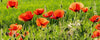 dimex poppy field Fotomural Tejido No Tejido 375x150cm 5 Tiras bd313bfc 19a3 4325 b673 739b5c6b29c9 | Yourdecoration.es
