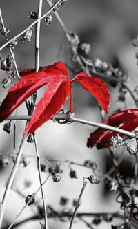 dimex red leaves on black Fotomural Tejido No Tejido 150x250cm 2 Tiras eba554e9 8c61 495a b55d 920735f7b34c | Yourdecoration.es