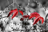 dimex red leaves on black Fotomural Tejido No Tejido 375x250cm 5 Tiras a520c707 b201 4808 bc7c a587d1ce6c19 | Yourdecoration.es