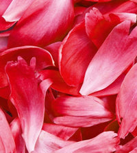 dimex red petals Fotomural Tejido No Tejido 225x250cm 3 Tiras 102dc464 4fbb 4f2b 9e6f 1ef232dad536 | Yourdecoration.es