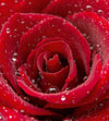 dimex red rose Fotomural Tejido No Tejido 225x250cm 3 Tiras be505e64 78f9 449e bc02 0ce886e03372 | Yourdecoration.es