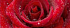 dimex red rose Fotomural Tejido No Tejido 375x150cm 5 Tiras c9dfe86f 08cc 4574 ab10 a626fb37a730 | Yourdecoration.es