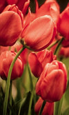 dimex red tulips Fotomural Tejido No Tejido 150x250cm 2 Tiras d4169d96 6e33 435e 8152 bd6c493ad832 | Yourdecoration.es