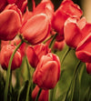 dimex red tulips Fotomural Tejido No Tejido 225x250cm 3 Tiras 8b9d32fa 8c78 4545 9e45 ad4f23f0bcc8 | Yourdecoration.es