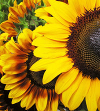 dimex sunflowers Fotomural Tejido No Tejido 225x250cm 3 Tiras | Yourdecoration.es