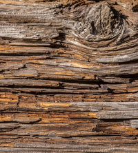dimex tree bark Fotomural Tejido No Tejido 225x250cm 3 Tiras | Yourdecoration.es