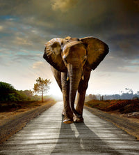 dimex walking elephant Fotomural Tejido No Tejido 225x250cm 3 Tiras | Yourdecoration.es