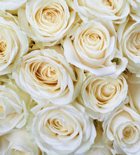 dimex white roses Fotomural Tejido No Tejido 225x250cm 3 Tiras | Yourdecoration.es