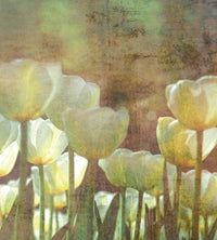 dimex white tulips abstract Fotomural Tejido No Tejido 225x250cm 3 Tiras | Yourdecoration.es