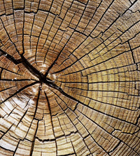 dimex wood Fotomural Tejido No Tejido 225x250cm 3 Tiras | Yourdecoration.es