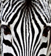 dimex zebra Fotomural Tejido No Tejido 225x250cm 3 Tiras | Yourdecoration.es