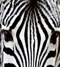 dimex zebra Fotomural Tejido No Tejido 225x250cm 3 Tiras | Yourdecoration.es