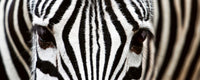 dimex zebra Fotomural Tejido No Tejido 375x150cm 5 Tiras | Yourdecoration.es