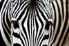 dimex zebra Fotomural Tejido No Tejido 375x250cm 5 Tiras | Yourdecoration.es