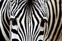 dimex zebra Fotomural Tejido No Tejido 375x250cm 5 Tiras | Yourdecoration.es