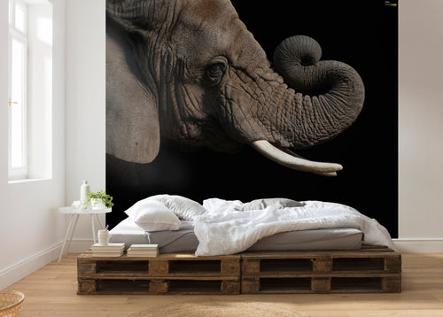 komar afrikaanse olifant Fotomural Tejido No Tejido 300x280cm 6 Partes Ambiente | Yourdecoration.es