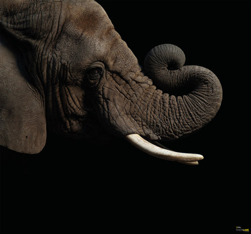 komar afrikaanse olifant Fotomural Tejido No Tejido 300x280cm 6 Partes | Yourdecoration.es