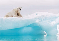 komar arctic polar bear Fotomural Tejido No Tejido 400x280cm 8 Tiras dd56b637 b627 48f4 a6f1 79487cf46c8e | Yourdecoration.es