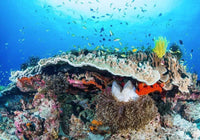 komar coral reef Fotomural Tejido No Tejido 400x280cm 8 Tiras 84c90ed2 2bc8 4840 a4e3 28fa820dd73e | Yourdecoration.es