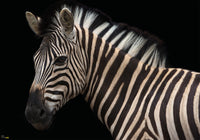komar damara zebra Fotomural Tejido No Tejido 400x280cm 6 Partes | Yourdecoration.es