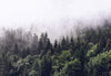 wg8141 wizard genius foggy forest Fotomural 366x254cm 8 Tiras | Yourdecoration.es